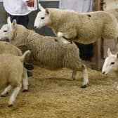 The group stole sheep from King Charles’ Sandringham estate  