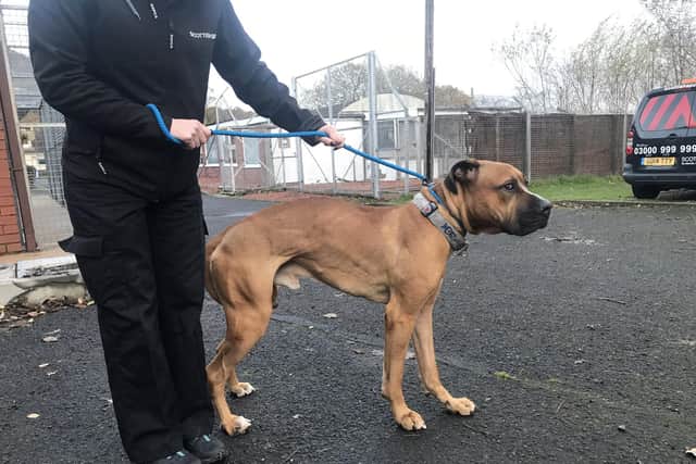 Rumple the Pakistani Mastiff had be put down after being neglected by his owner (Scottish SPCA/SWNS)