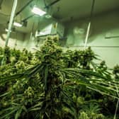 Humberside Police noticed electricity being directly abstracted from the road while investigating cannabis farm (Photo: Shutterstock)