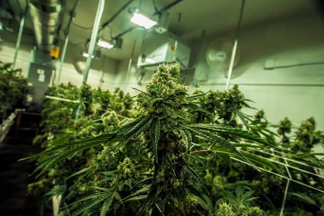 Humberside Police noticed electricity being directly abstracted from the road while investigating cannabis farm (Photo: Shutterstock)