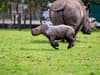 Adorable moment endangered baby rhino explores Whipsnade Zoo home captured on camera