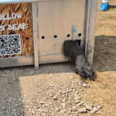 One of the bears gives a paw on arrival at the Isle of Wight Wildheart Animal Sanctuary - Animal News Agency