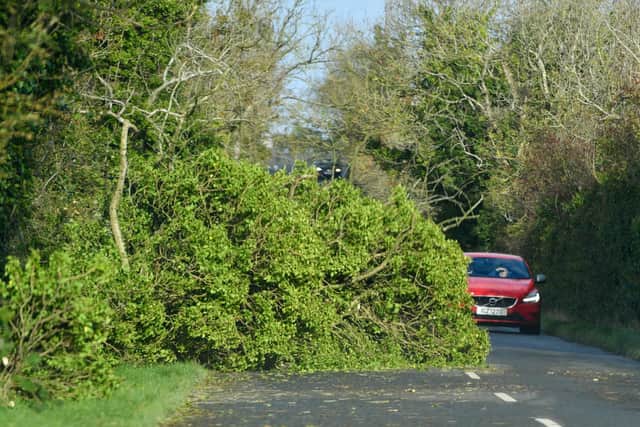 This was the scene on Cootehall Road, Bangor where a tree partially blocked the road.