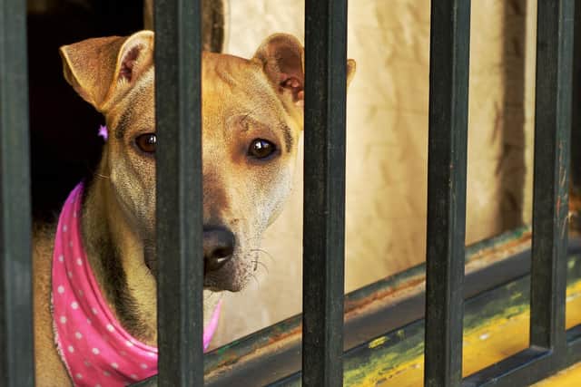The measures in the bill would have clamped down on animal cruelty and illegal dog smuggling 