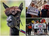Helen Macdonald, the owner of Geronimo, has been fighting to save the alpaca since 2017 (Photo: Hollie Adams/Ben Birchall/Aaron Chown/PA)