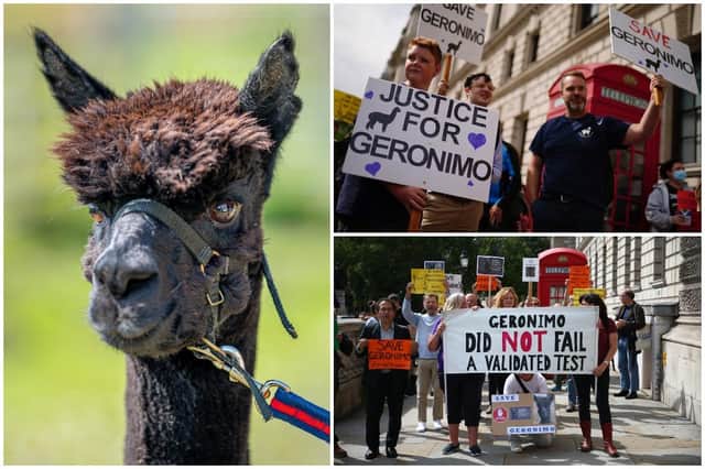 Helen Macdonald, the owner of Geronimo, has been fighting to save the alpaca since 2017 (Photo: Hollie Adams/Ben Birchall/Aaron Chown/PA)