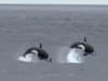 RSPB Bempton Cliffs: Amazement as orca is seen off the Yorkshire coast in almost unknown sighting