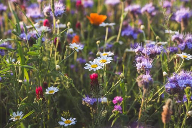 The more wildflowers that are flourishing, the better our butterfly populations will fare (Photo: Shutterstock)
