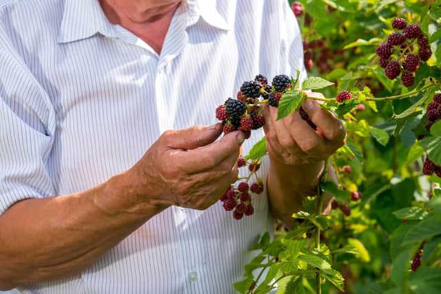 Foraging has become increasingly popular in the UK (photo: Adobe)