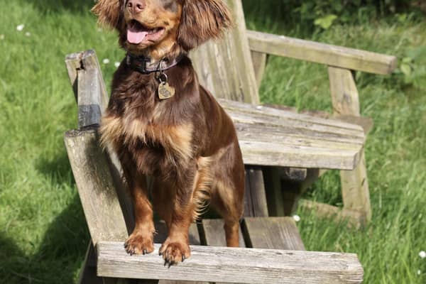 Winnie was given an electric shock by a damaged fence while out walking in Lyme Park, Derbyshire