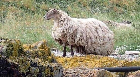 The sheep, now bogged down by a heavy fleece, was thought to have been stranded for two years. (Photo: Peter Jolly/Northpix)