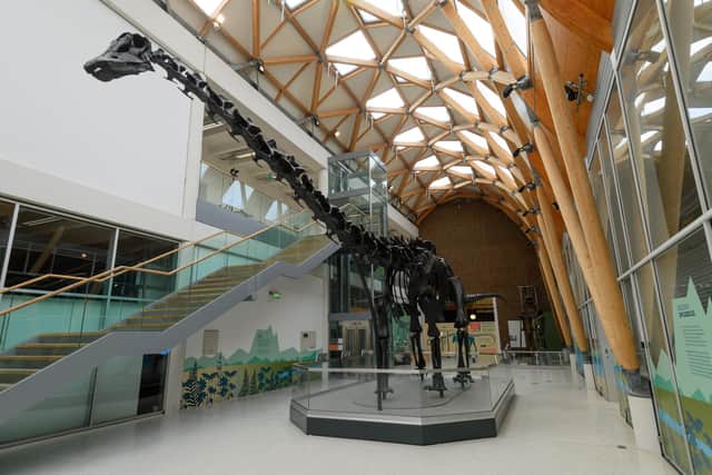 Dippy in Coventry at The Herbert Art Gallery and Museum, may have been a vital food source for Jurassic predators (Photo: Joe Bailey, fivesixphotography)
