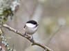 Willow Tits rescue bid: Most endangered small bird in Britain could be saved by plan to boost the ‘scruffy’ habitats of the tiny Willow Tit