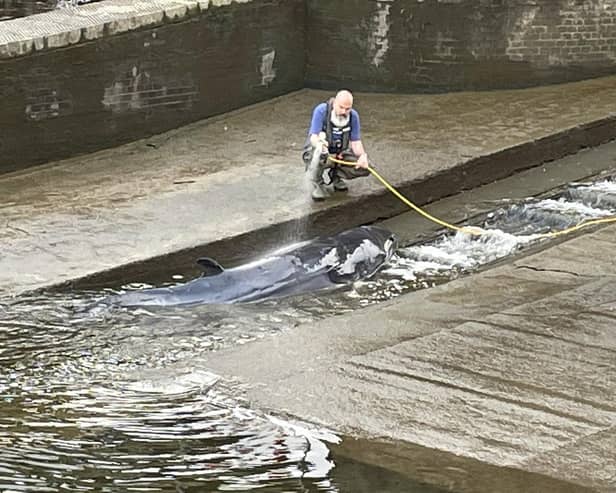 The whale was stuck for a number of hours (Photo: PA Media)
