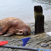 The walrus is believed to be travelling further north (Photo: Stuart Ford/PA) 