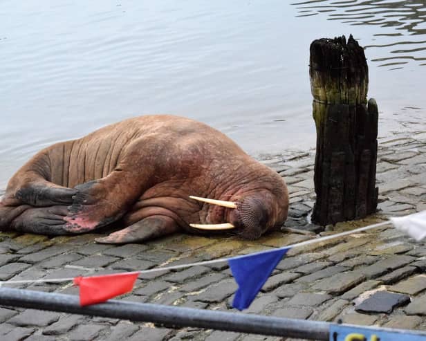 The walrus is believed to be travelling further north (Photo: Stuart Ford/PA) 