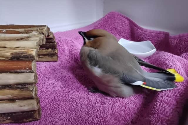 A member of the public spotted the waxwing bird on the floor and called in the experts to help