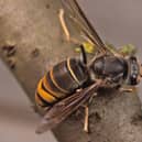 A fresh warning has been issued on the Asian Hornet
