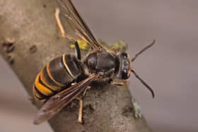 A fresh warning has been issued on the Asian Hornet