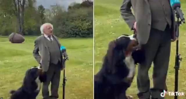 President Higgins and his dog during the interview (Photo: Sinéad Crowley / Twitter)