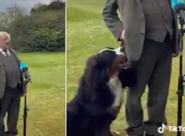 President Higgins and his dog during the interview (Photo: Sinéad Crowley / Twitter)