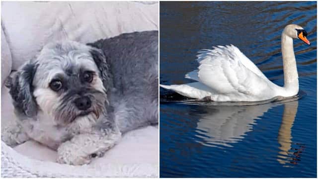 Bruce was attacked by a swan in front of his devastated owner and his children (Credit: Hairystyles/Shutterstock)